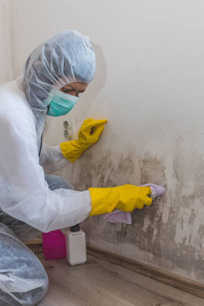 Best Crawl Space Mold Remediation  in Kensington, NY