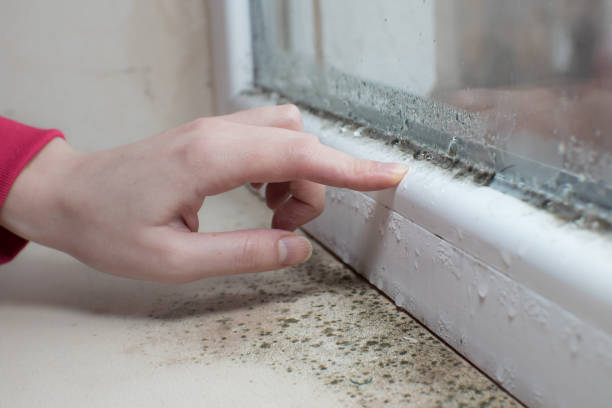 Best Mold Removal for HVAC Installations  in Kensington, NY
